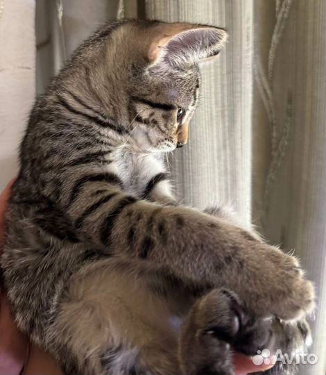 Котята кошечки