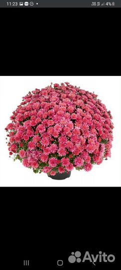 Хризантема мультифлора