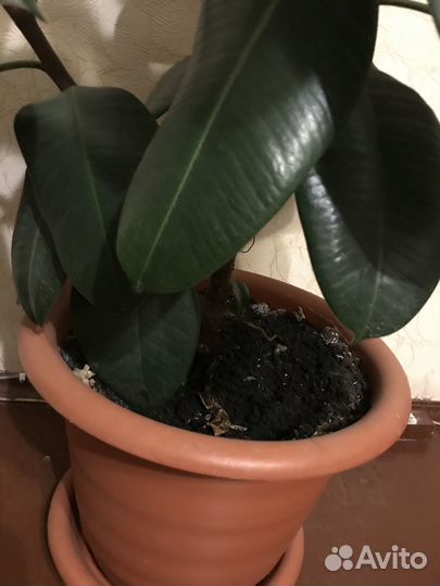 Цветы домашние в горшках