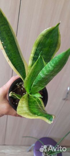 Сансы редкие