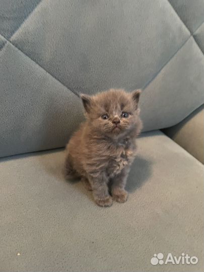 Британские котята
