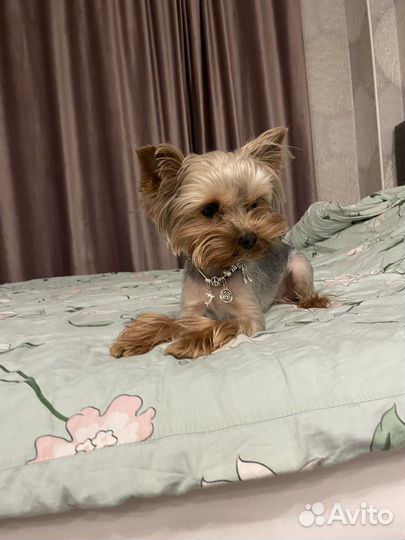 Йоркширский терьер мини вязка