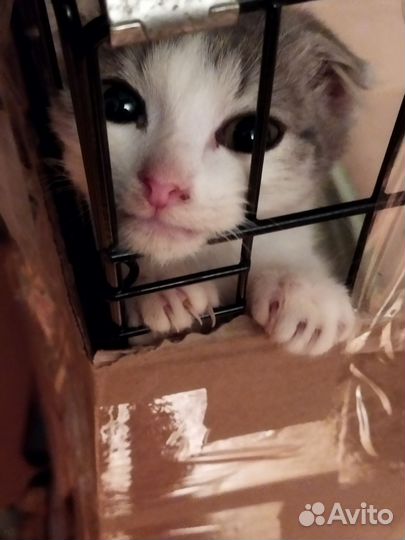 Вислоухий котёнок, приучен к лотку в добрые руки