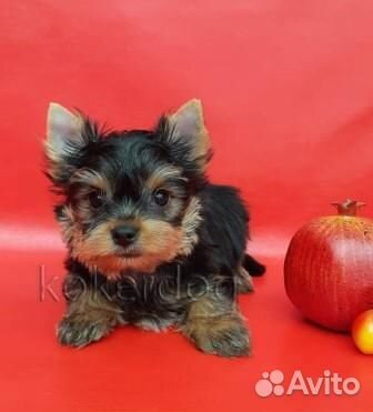 Йоркширский терьер