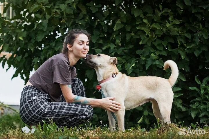 Собака девочка шарпей в добрые руки