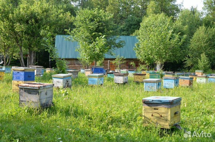 Инвентарь для пасеки