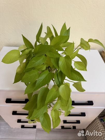 Эпипремнум неон