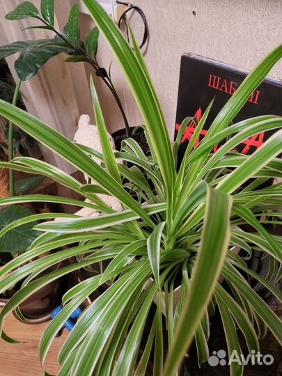 Домашние растения