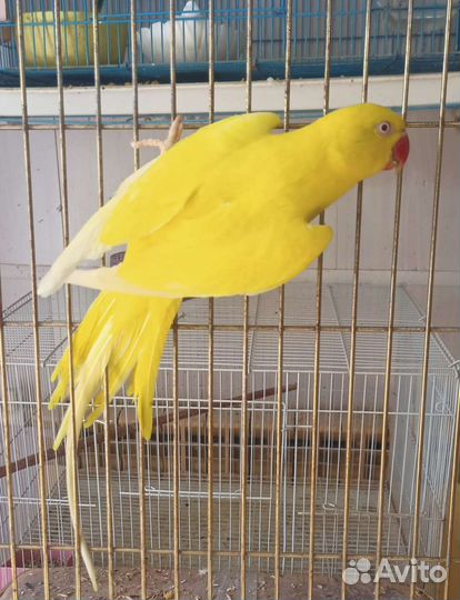 Ожереловый попугай