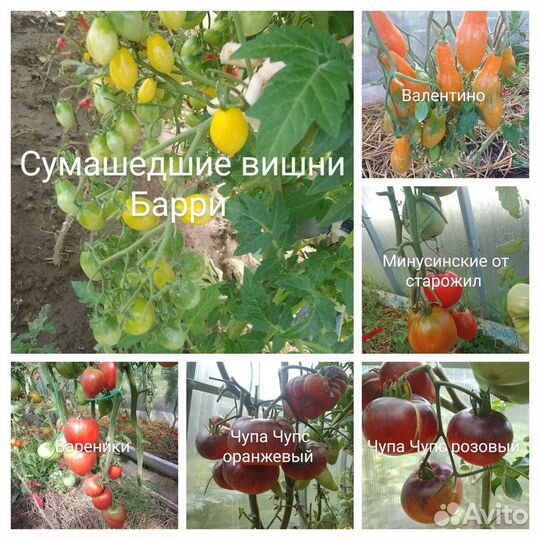 Семена томатов