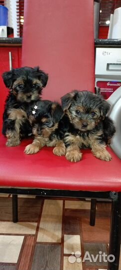 Йоркширский терьер щенки