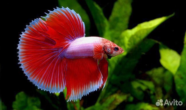 Рыбка петушок