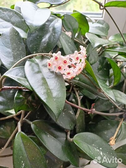 Домашние цветы