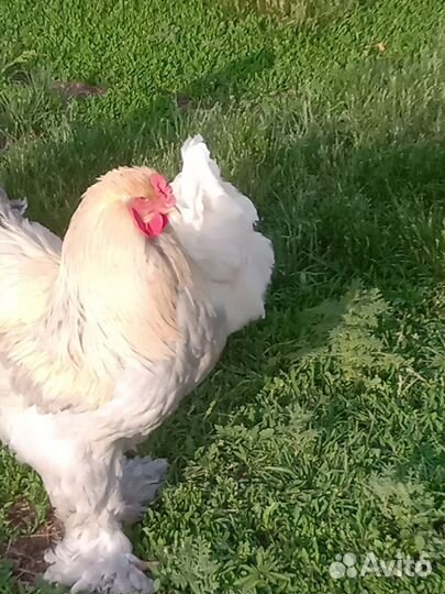 Куры и петух