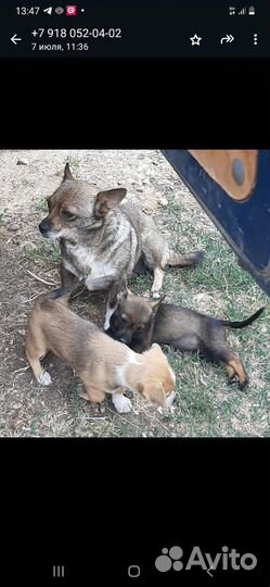 Щенки маленькой собаки в добрые руки