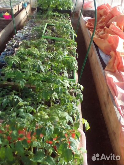 Продажа рассады томаты, перцы, огурцы 100 сортов