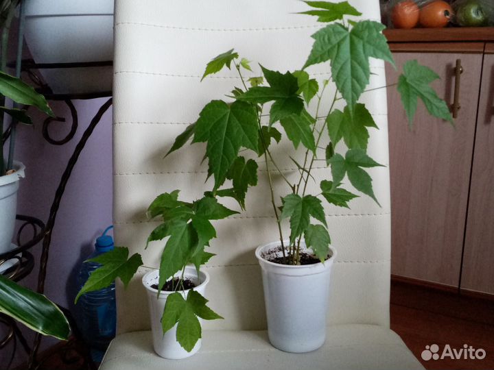 Хлорофитумы, рео, абутилон