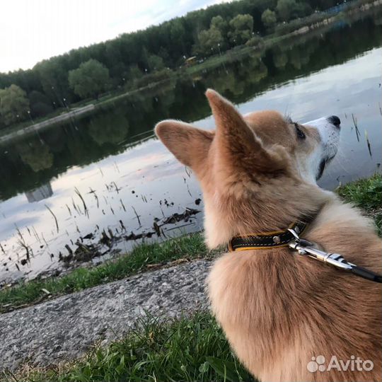 Передержка домашних животных