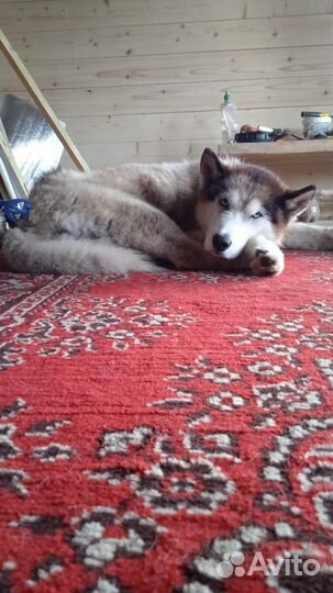 Хаски ищет дом
