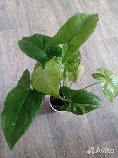 Сингониум, аглаонема,сциндаптус