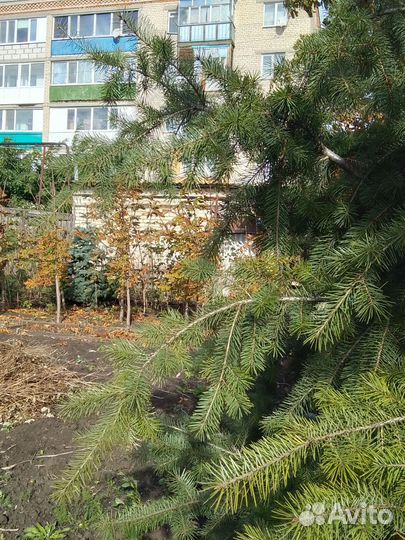 Каштаны, пихта