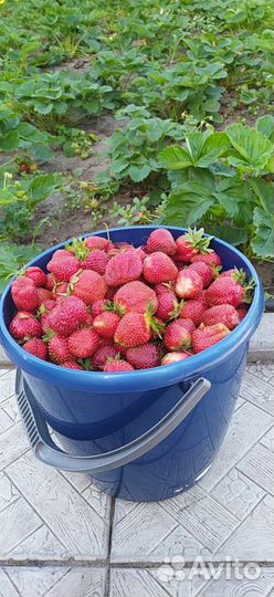 Клубника виктория ягода