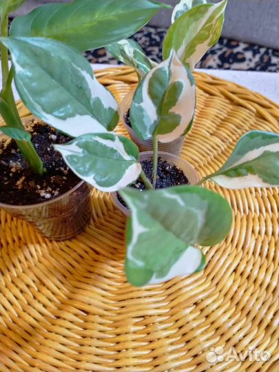 Сциндапсус энджой