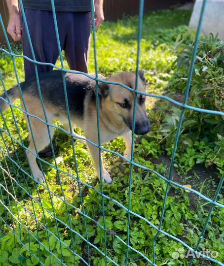 Собака в добрые руки