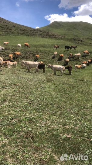 Продажа крс