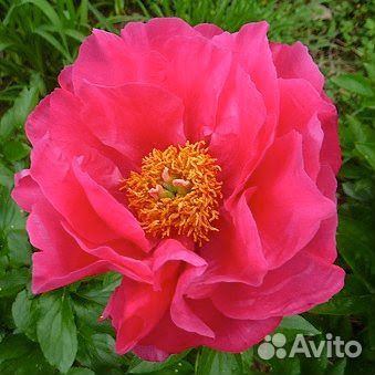 Пионы корни