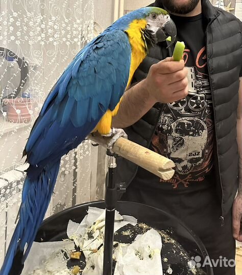 Говорящий попугай