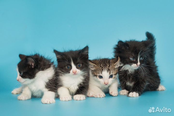 Милые котятки в поисках дома