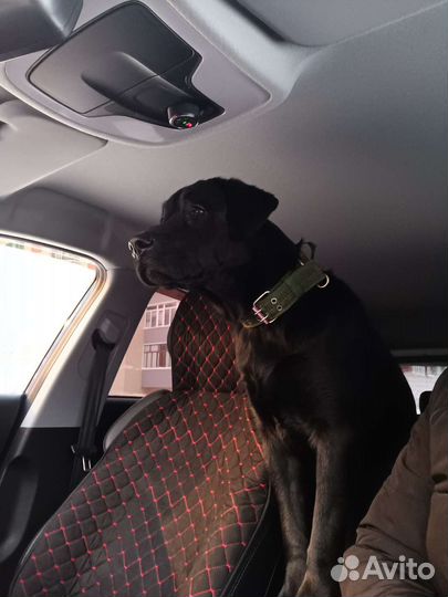 Вязка лабрадор