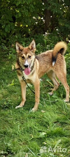 Метис лайки щенок в добрые руки