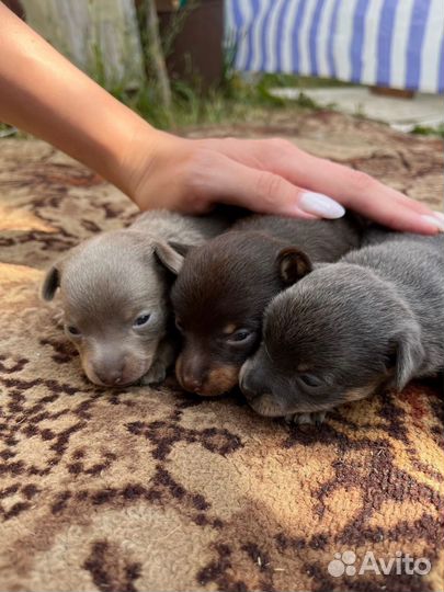 Той-терьер щенки