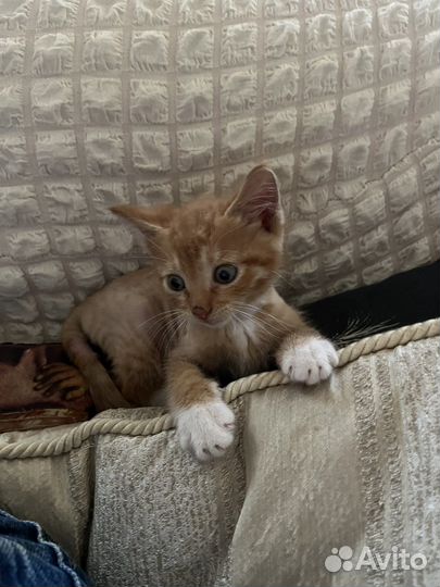 Рыжий котенок