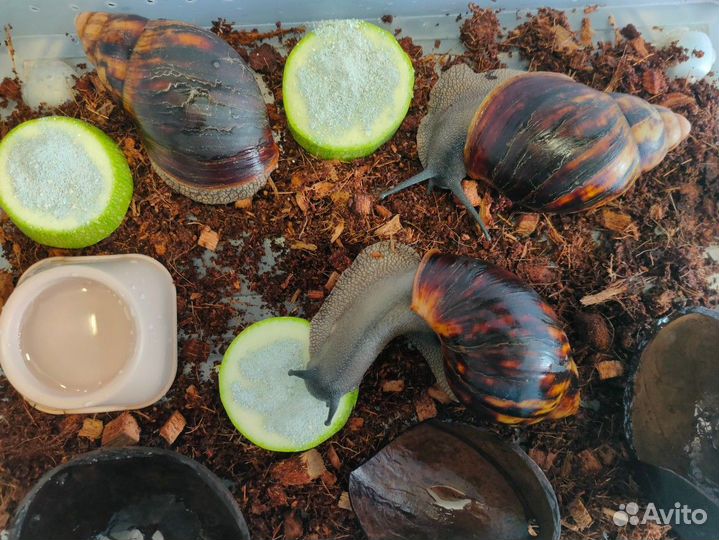 Архахатина Маргината