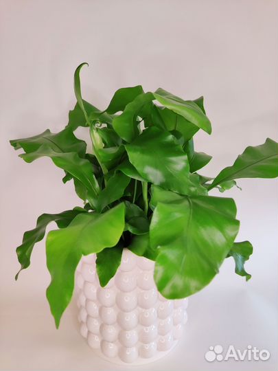 Асплениум Нидус