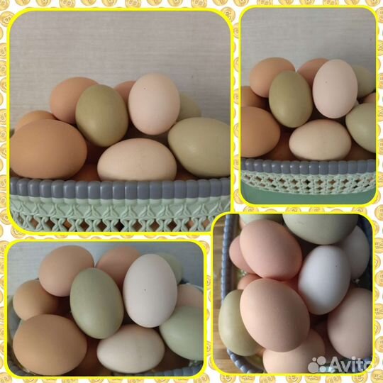 Инкубационное яйцо