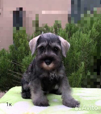 Цвергшнауцер щенки