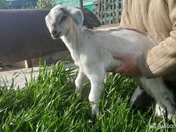 Нубийские козлята