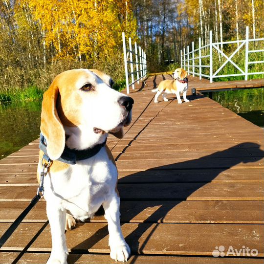 Передержка собак,биглей,джек расселов,корги
