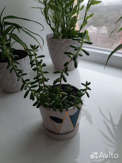 Очиток моргана