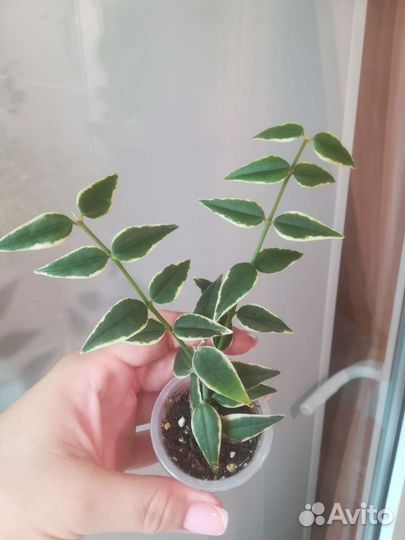 Дисхидия, Хойя