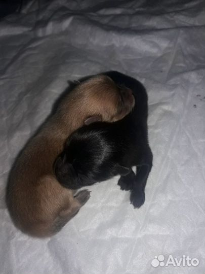 Вязка шпица