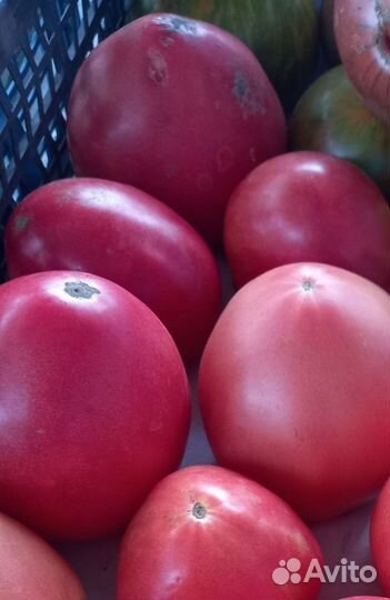 Томаты домашние