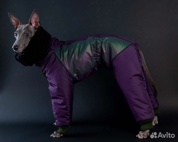 Комбинезон на левретку, зима