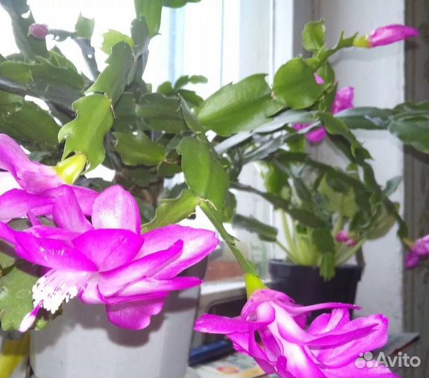 Комнатные растения (Декабрист розовый)