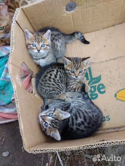 Бенгальские котята