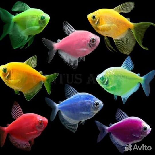 Аквариумная рыба